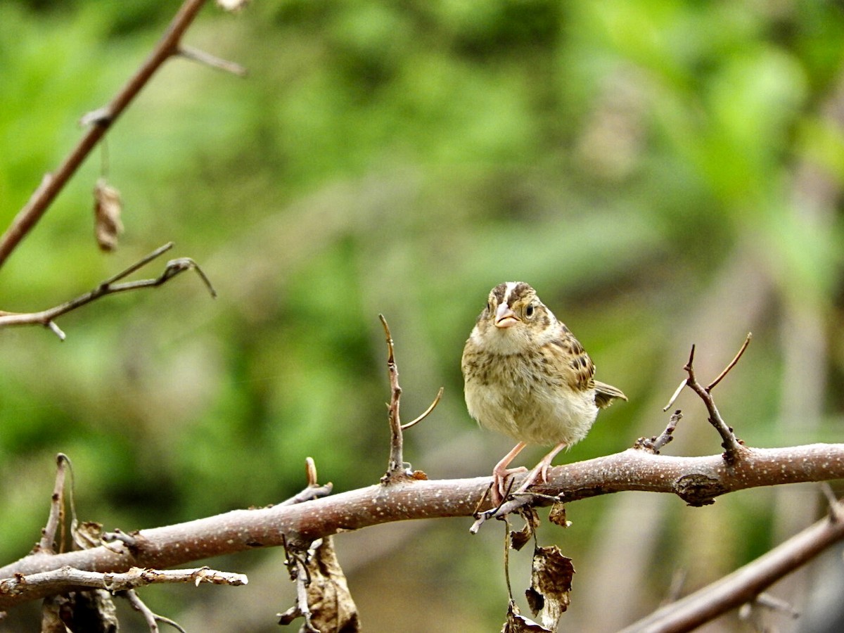 Grasshopper Sparrow - ML477556381