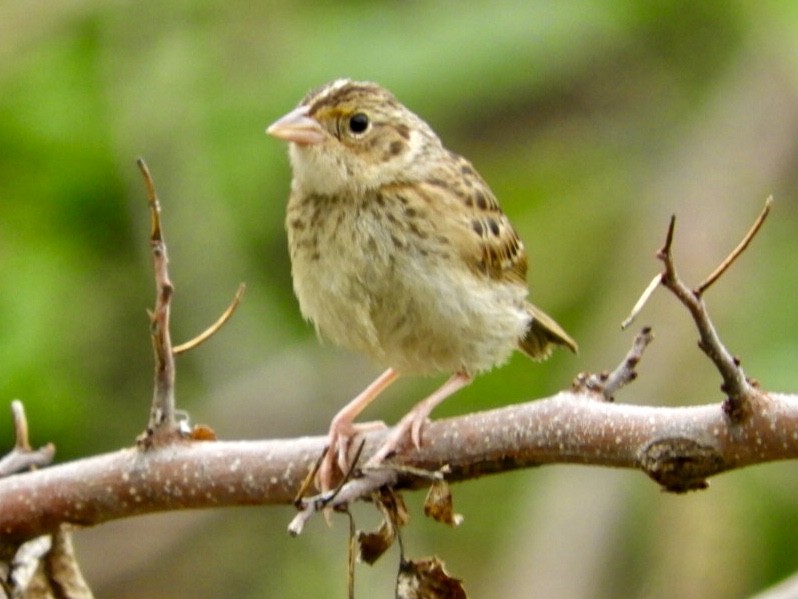 Grasshopper Sparrow - Lois Rockhill