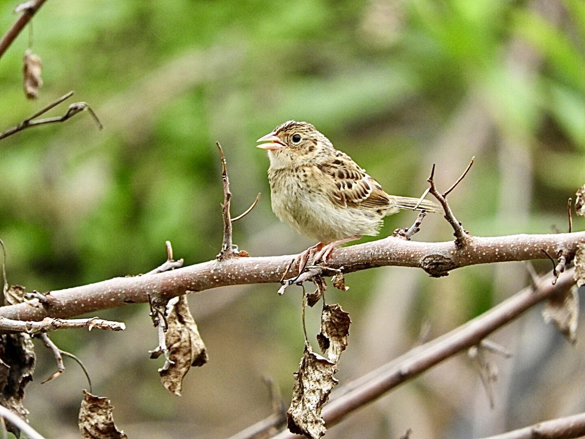 Grasshopper Sparrow - ML477556401