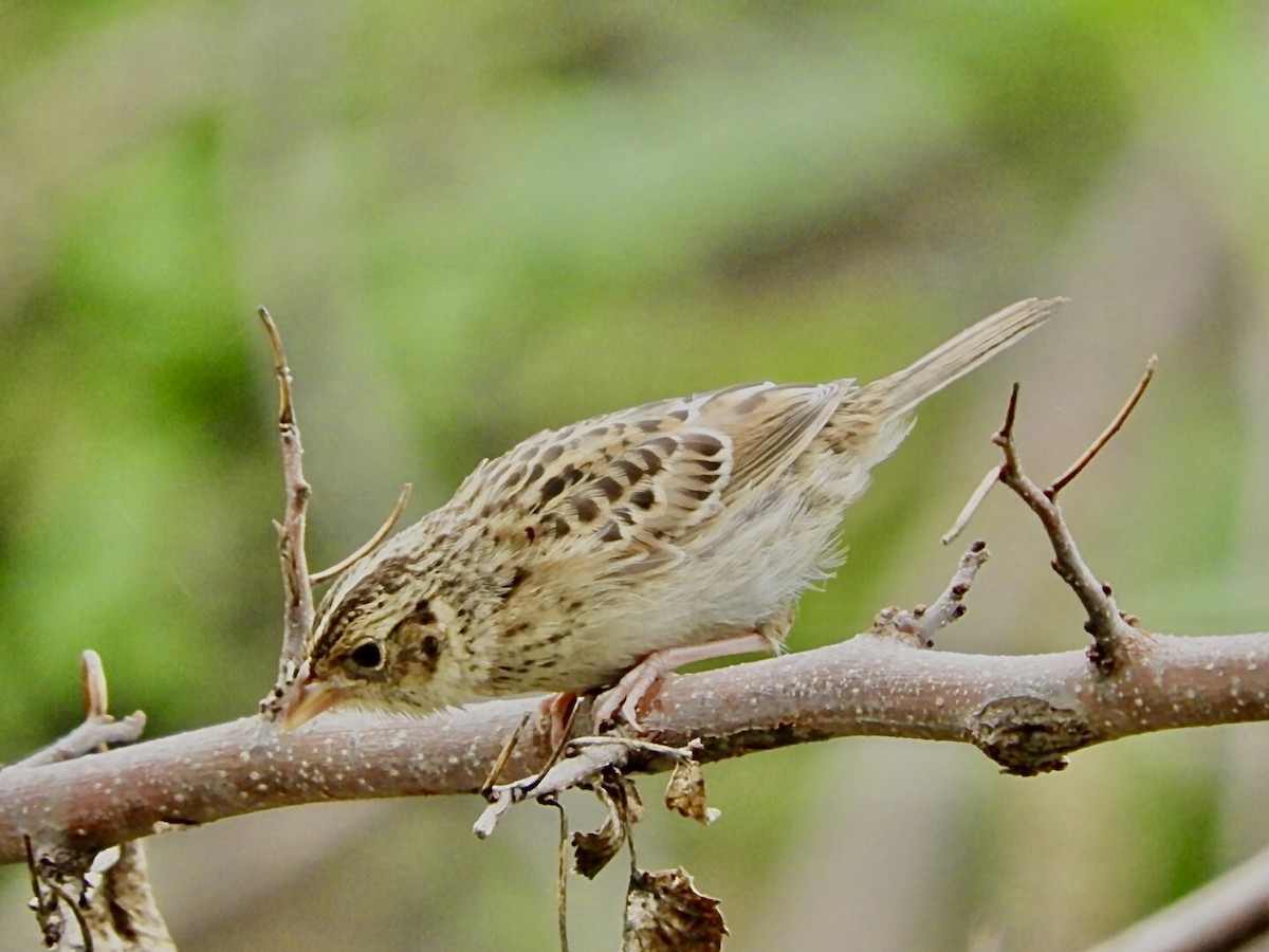 Grasshopper Sparrow - ML477556411