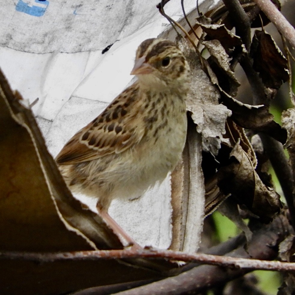 Grasshopper Sparrow - ML477556421