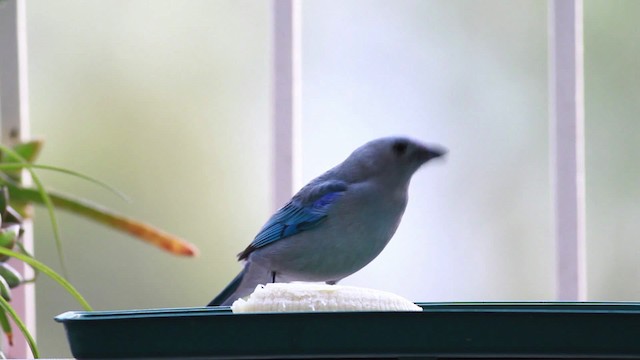 Blue-gray Tanager (Blue-gray) - ML477558