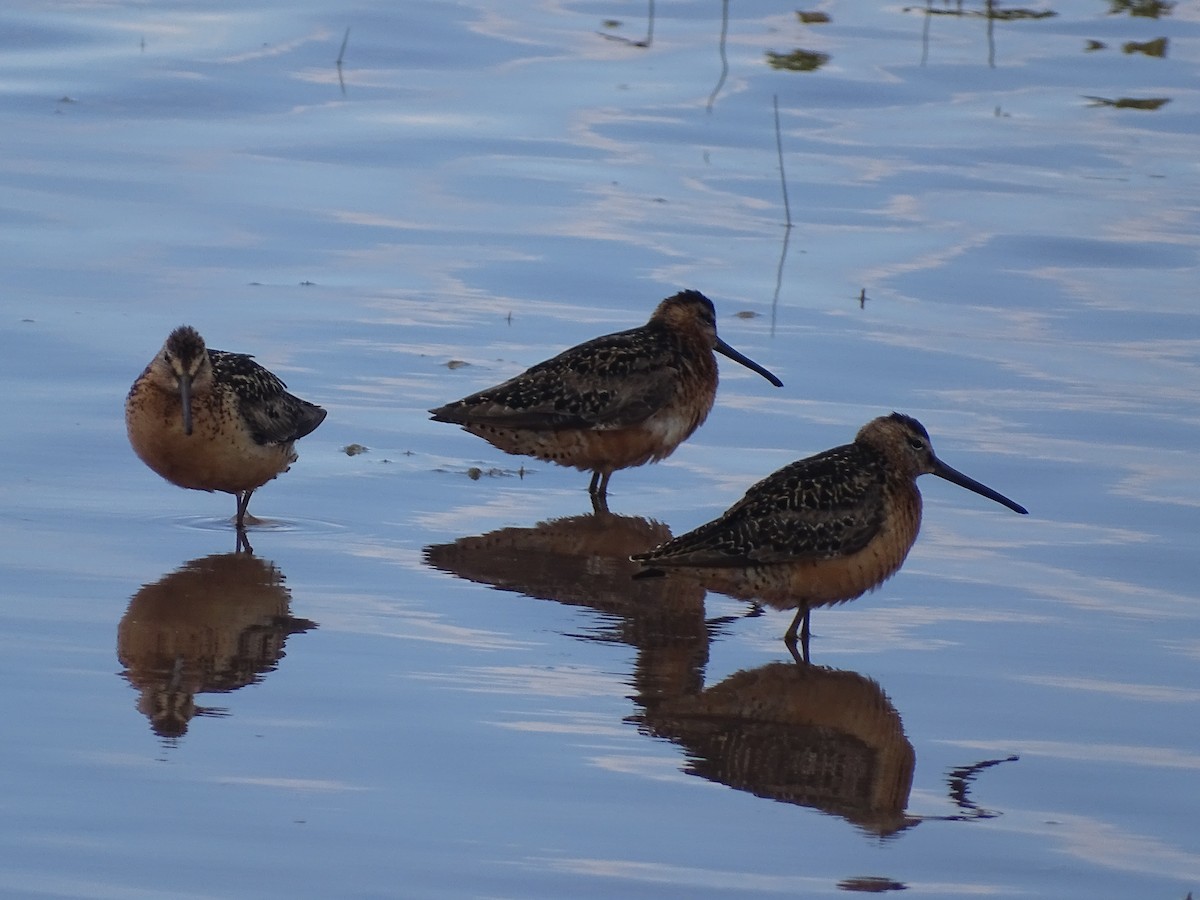 Long-billed Dowitcher - ML477558771