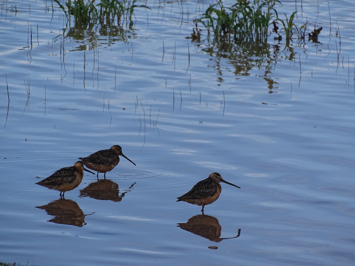 Long-billed Dowitcher - ML477558861