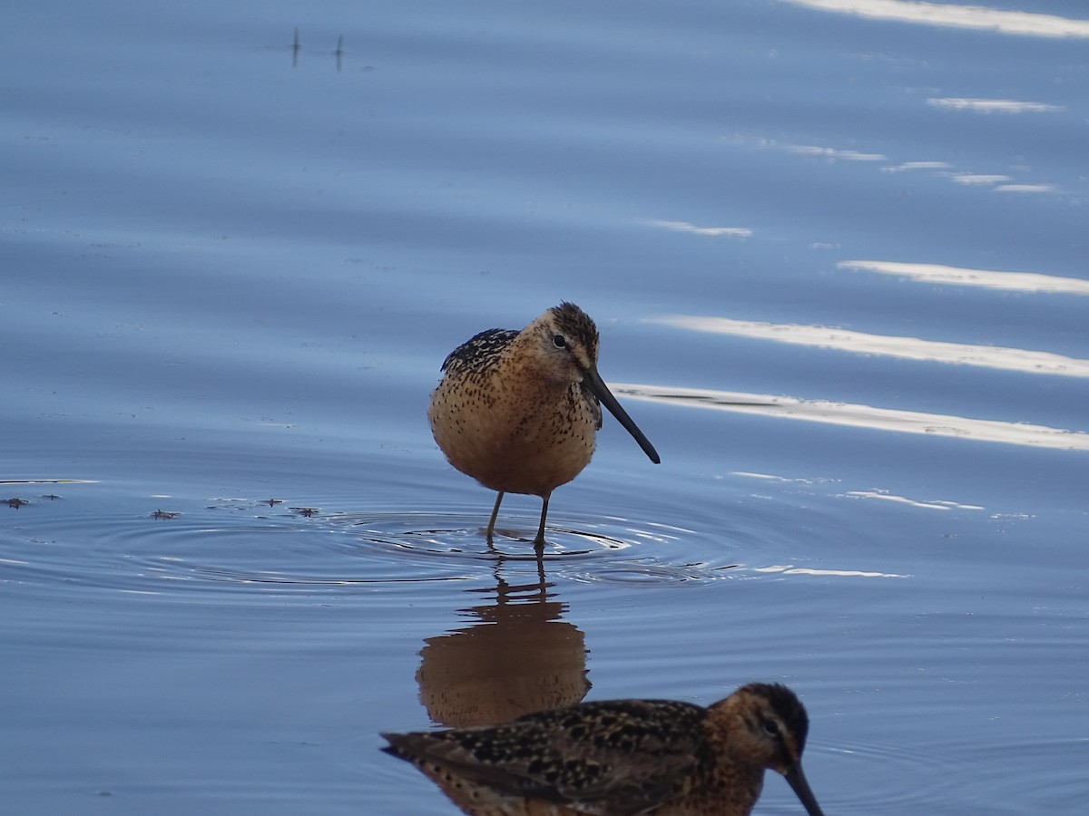 Long-billed Dowitcher - ML477558931