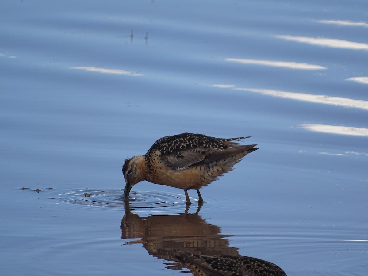 Long-billed Dowitcher - ML477559041