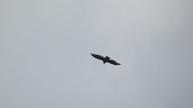Red-tailed Hawk (borealis) - ML477563071