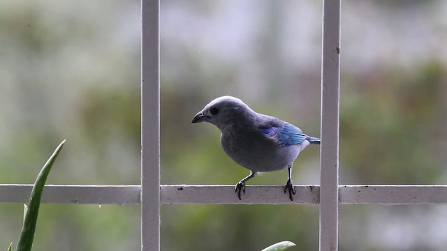 Blue-gray Tanager (Blue-gray) - ML477564