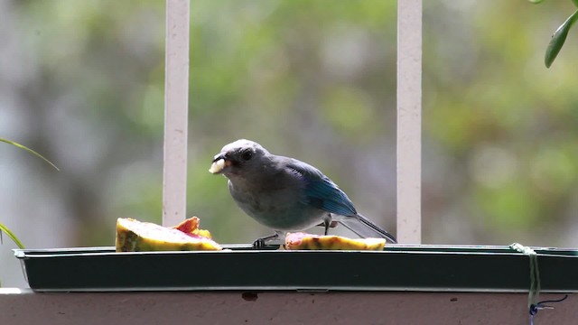 Blue-gray Tanager (Blue-gray) - ML477565