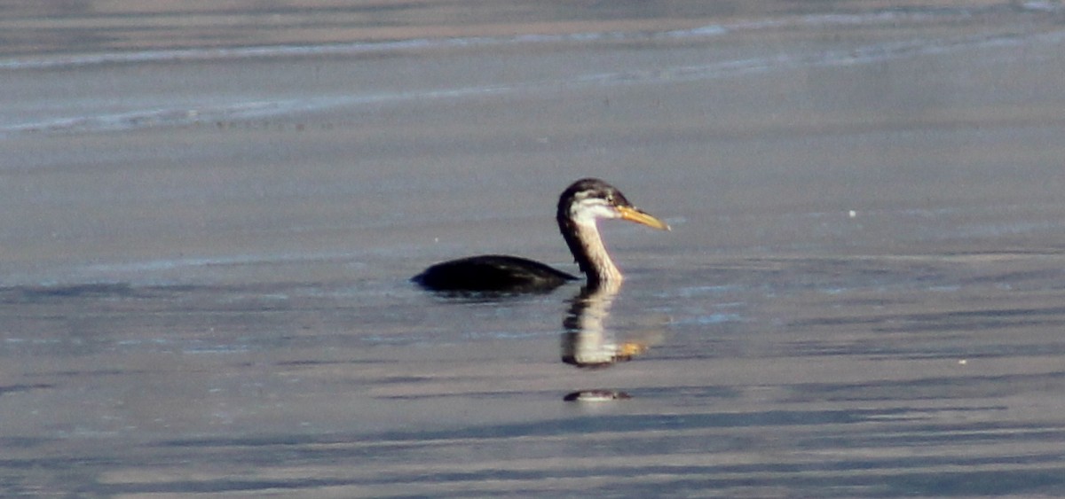 Red-necked Grebe - ML477566191