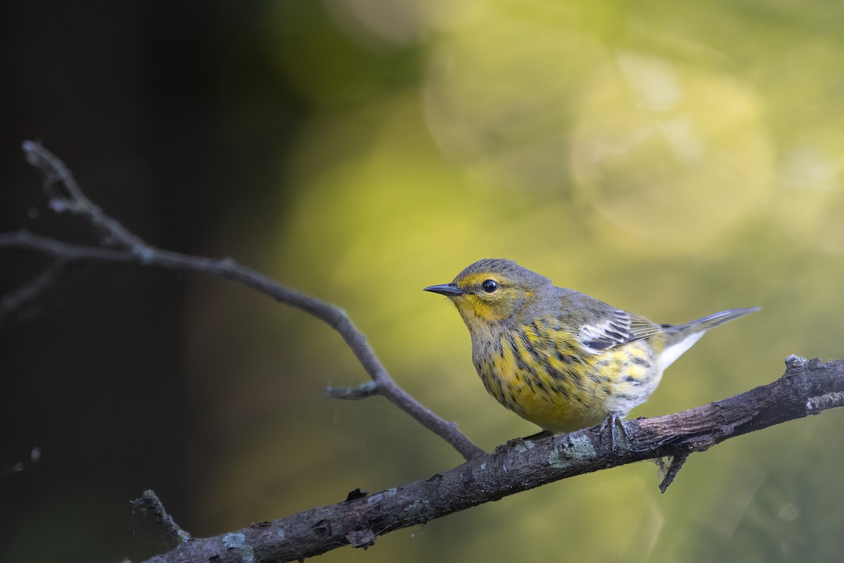 Cape May Warbler - ML477566251