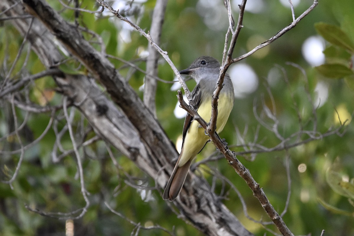 Great Crested Flycatcher - ML477567511