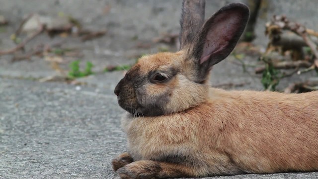 Rabbit (Domestic type) - ML477571