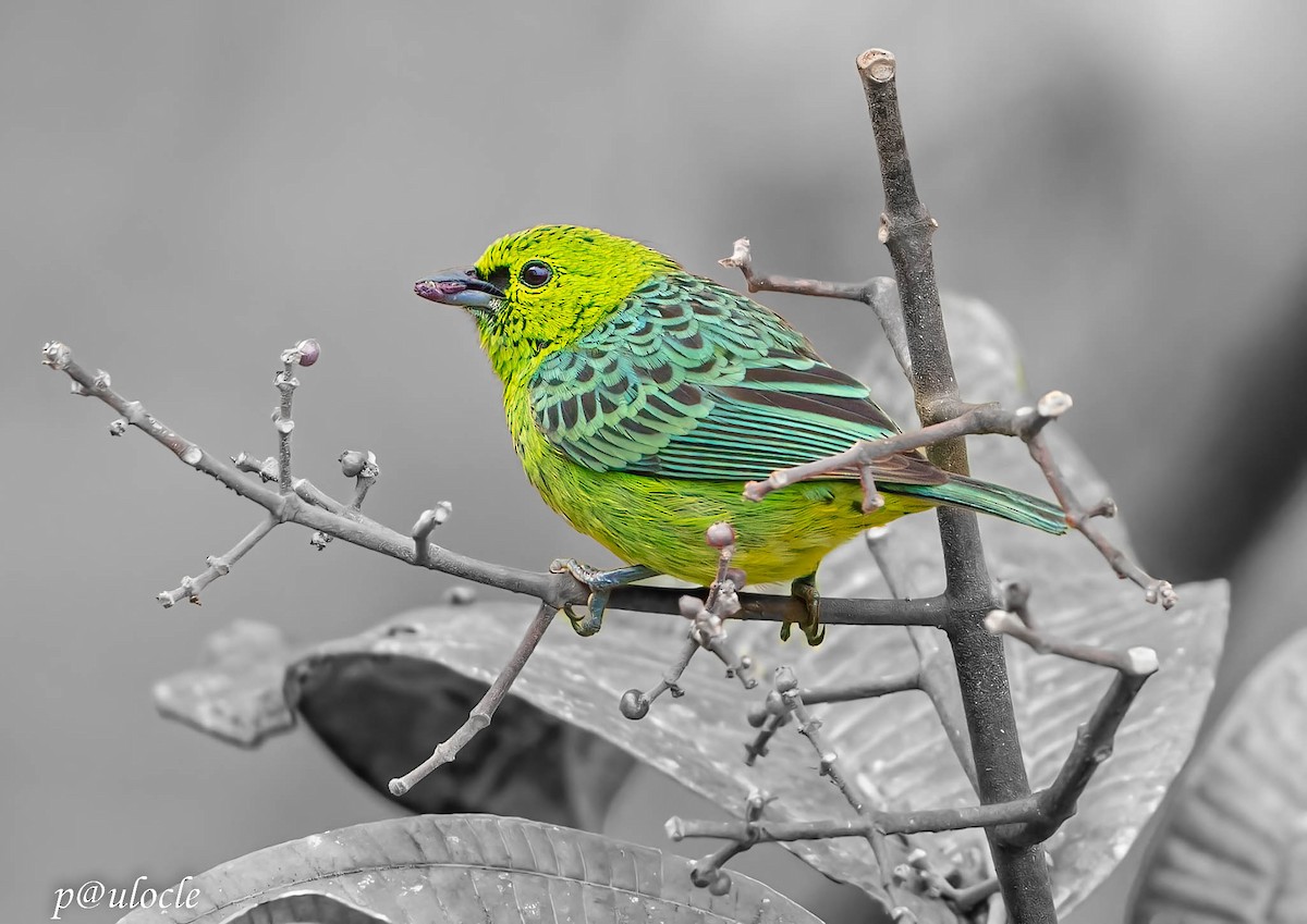 Yellow-bellied Tanager - ML477571351