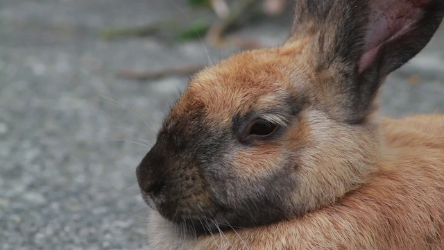 Rabbit (Domestic type) - ML477573