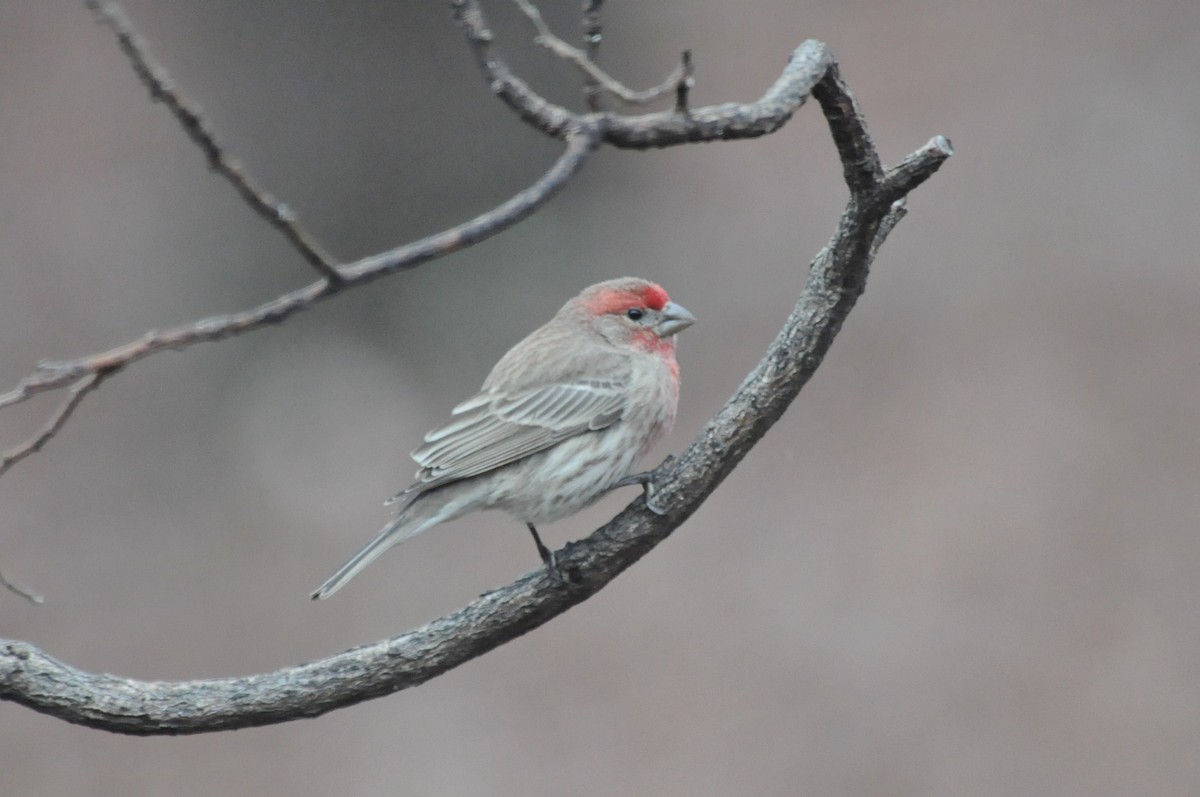 House Finch - Tommie Rogers