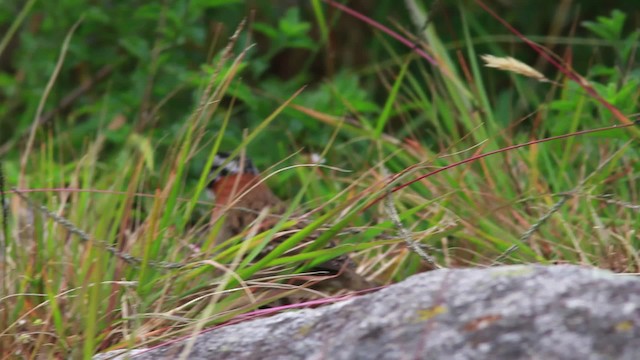 Rufous-collared Sparrow - ML477574