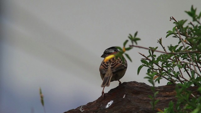 Rufous-collared Sparrow - ML477575