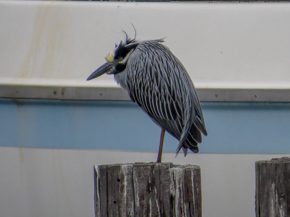 Yellow-crowned Night Heron - Teresa Connell