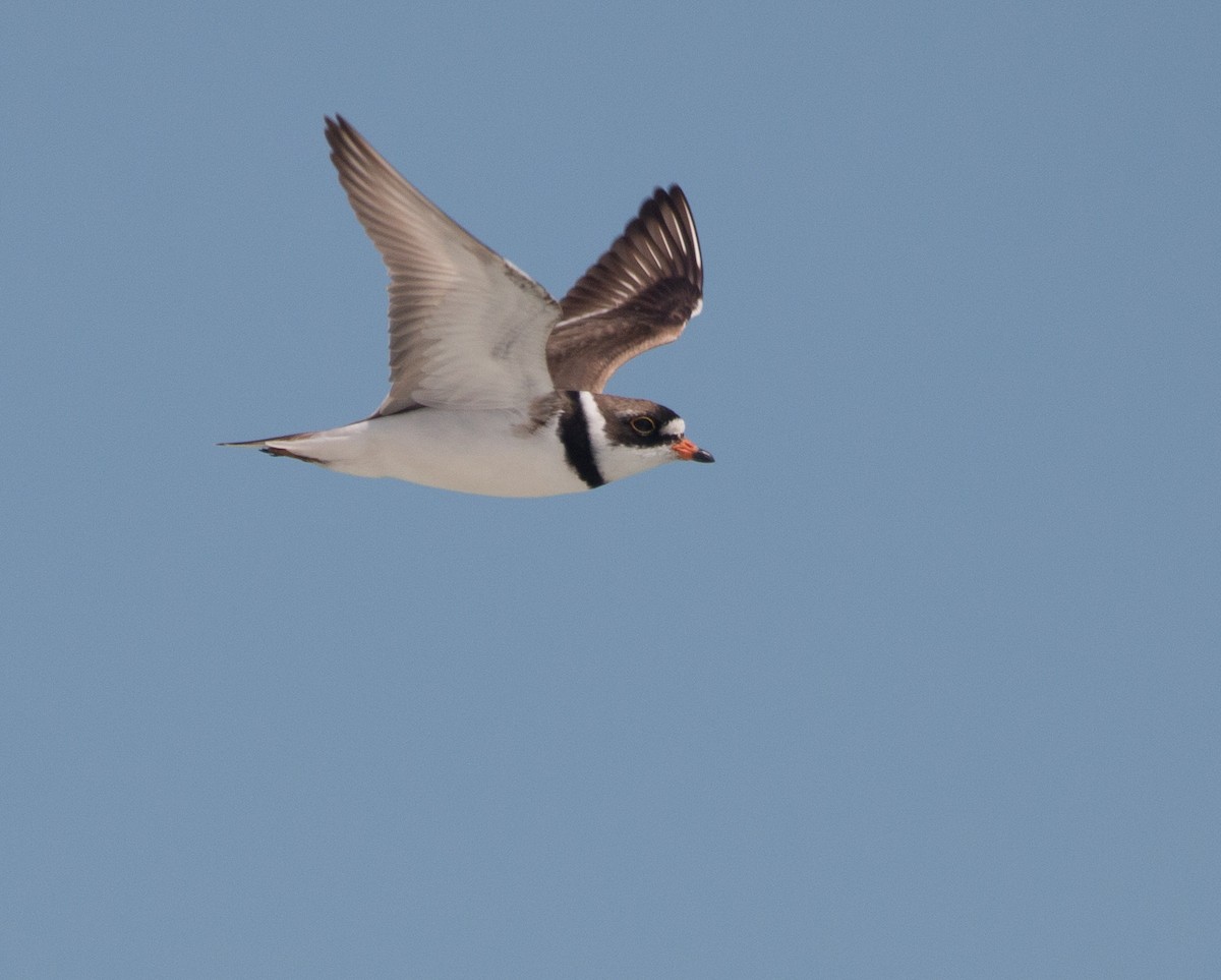 Semipalmated Plover - ML477580131