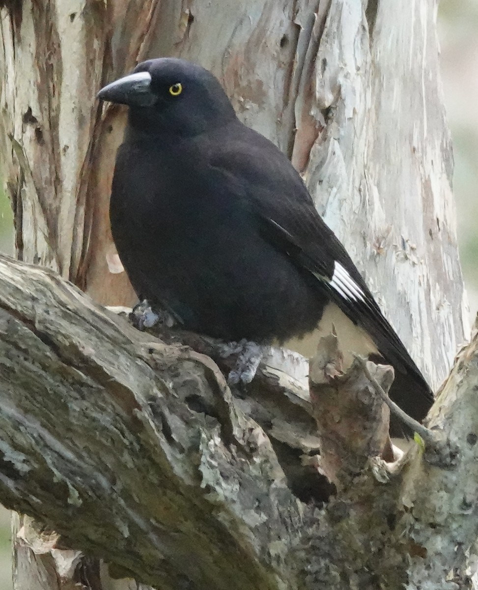 Pied Currawong - ML477584911