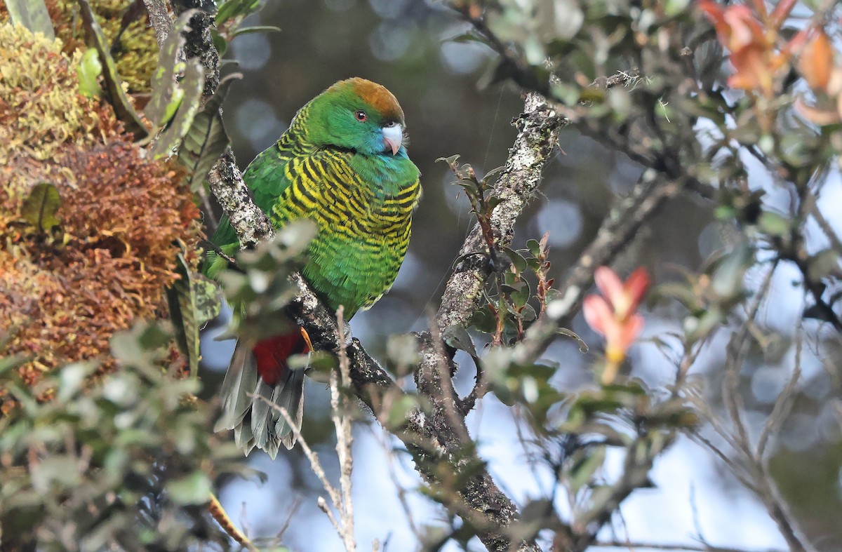 Painted Tiger-Parrot (Snow Mountains) - ML477584981
