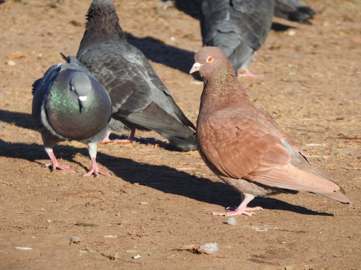 Rock Pigeon (Feral Pigeon) - ML477589981