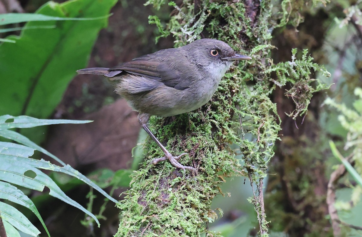 Mountain Mouse-Warbler - ML477591791