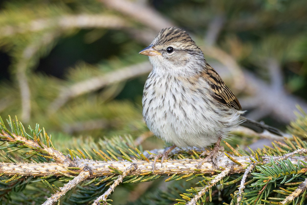 Chipping Sparrow - ML477594461