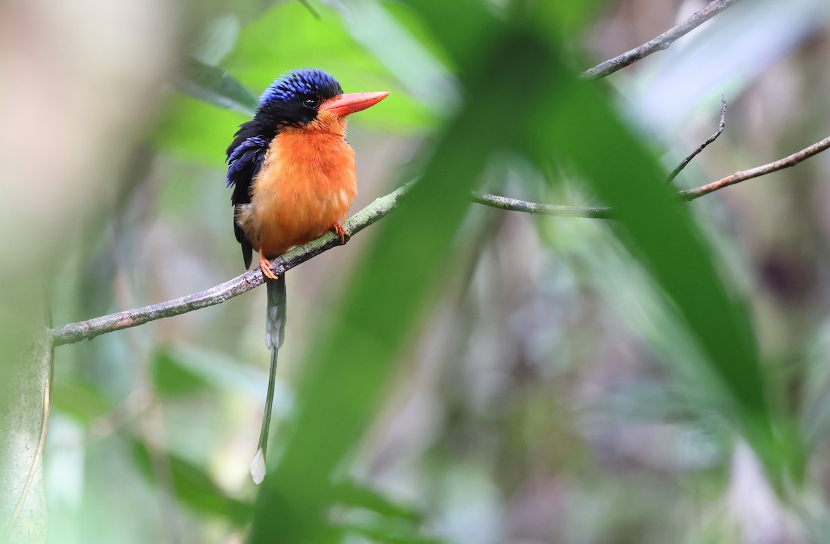 Red-breasted Paradise-Kingfisher - ML477600041