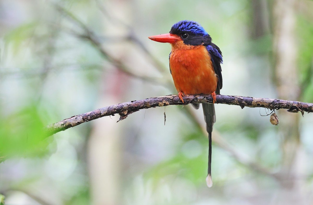 Red-breasted Paradise-Kingfisher - ML477600051