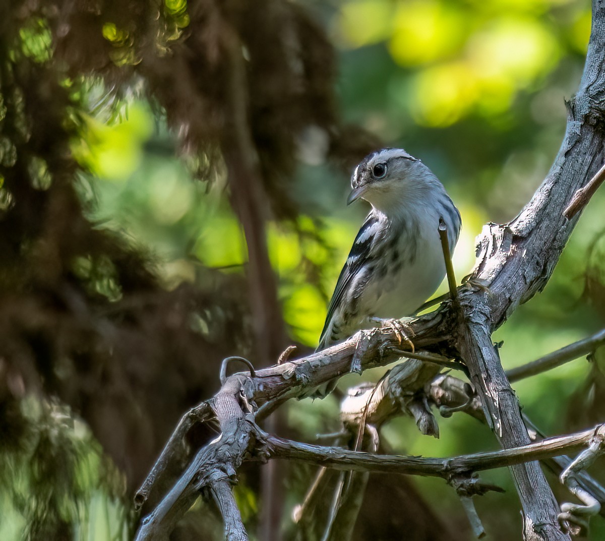 Black-and-white Warbler - ML477603791