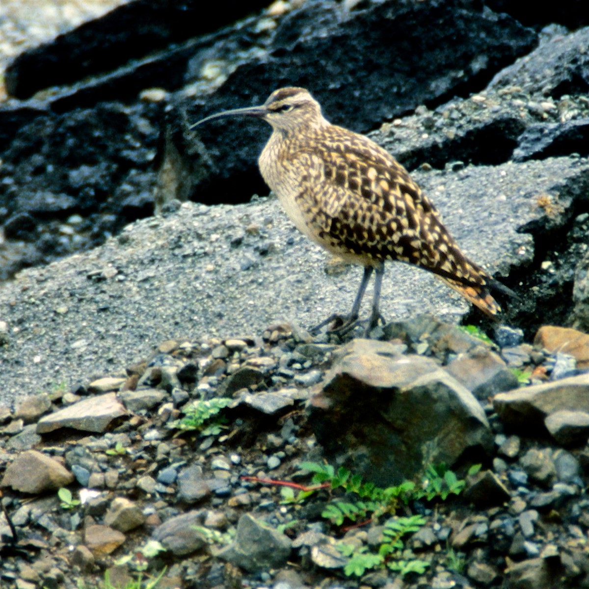 Bristle-thighed Curlew - ML477607211