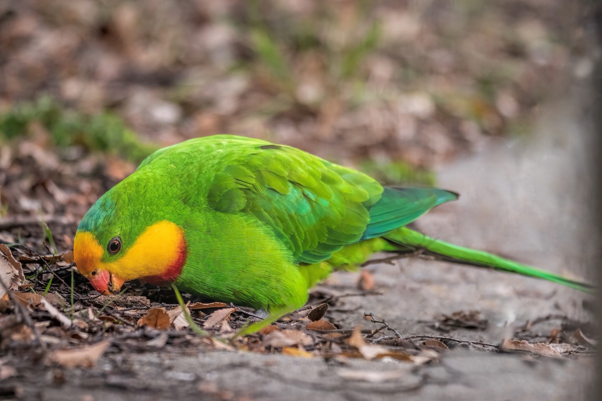 Harika Renkli Papağan - ML477619601