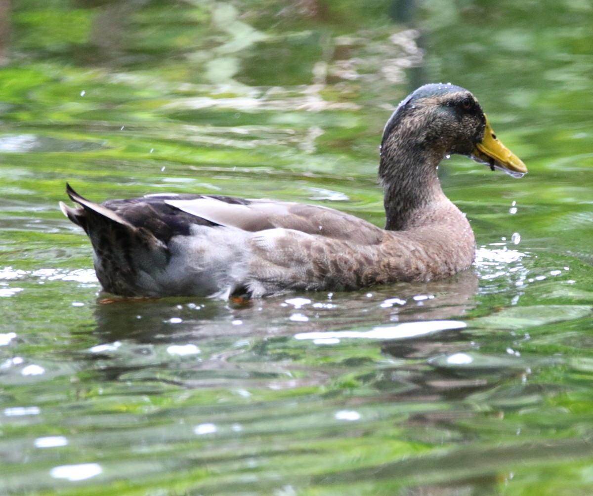 eBird Checklist 22 Aug 2022 Mead Botanical Gardens 33 species (+1