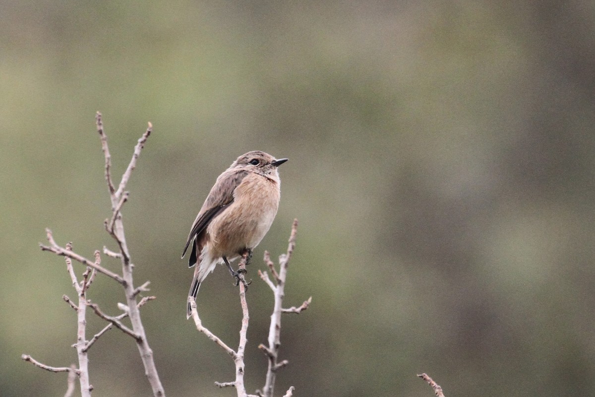 African Stonechat - Oscar Campbell