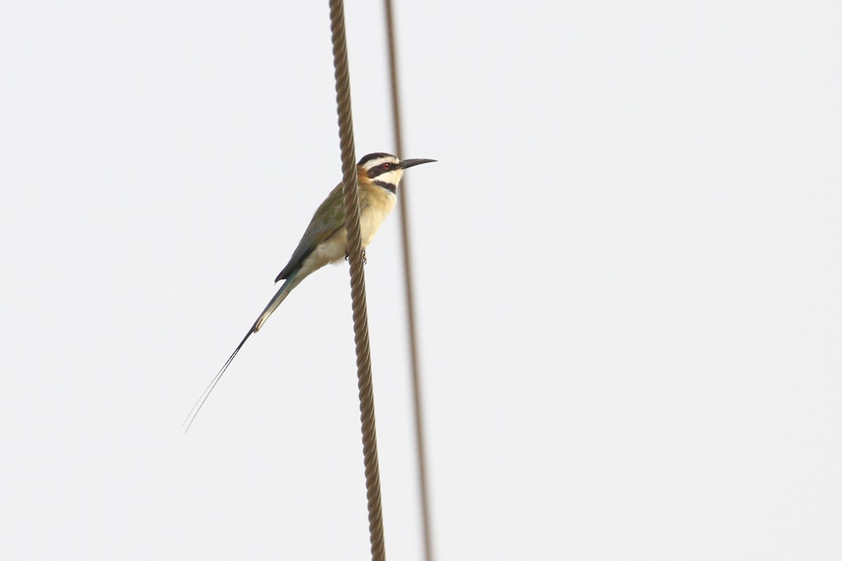 White-throated Bee-eater - ML477628911