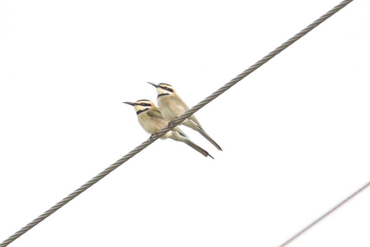 White-throated Bee-eater - ML477628951