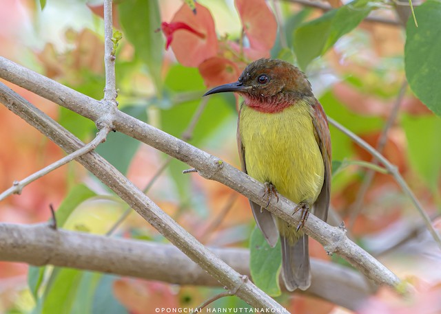 Page 30  Plainthroated Sunbird Images - Free Download on Freepik