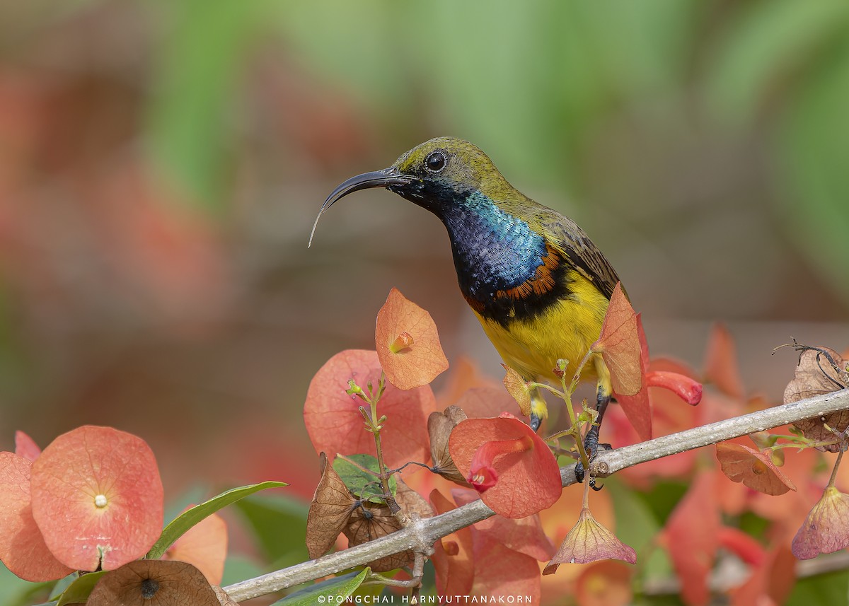 Ornate Sunbird - Pongchai Harnyuttanakorn