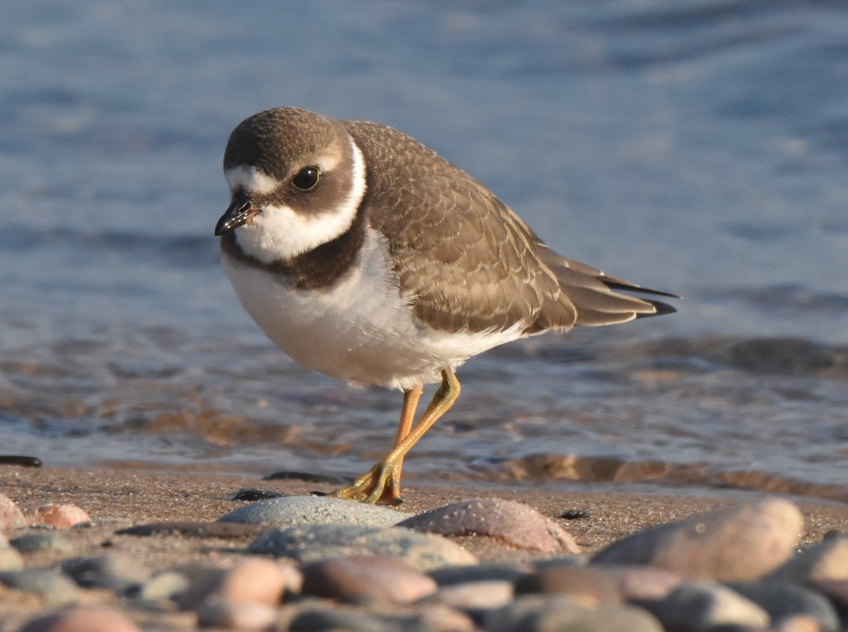 Semipalmated Plover - ML477637841