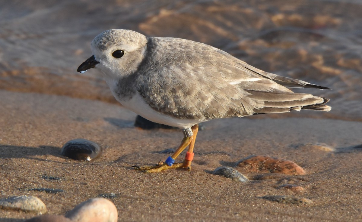 Piping Plover - Jim Leitch