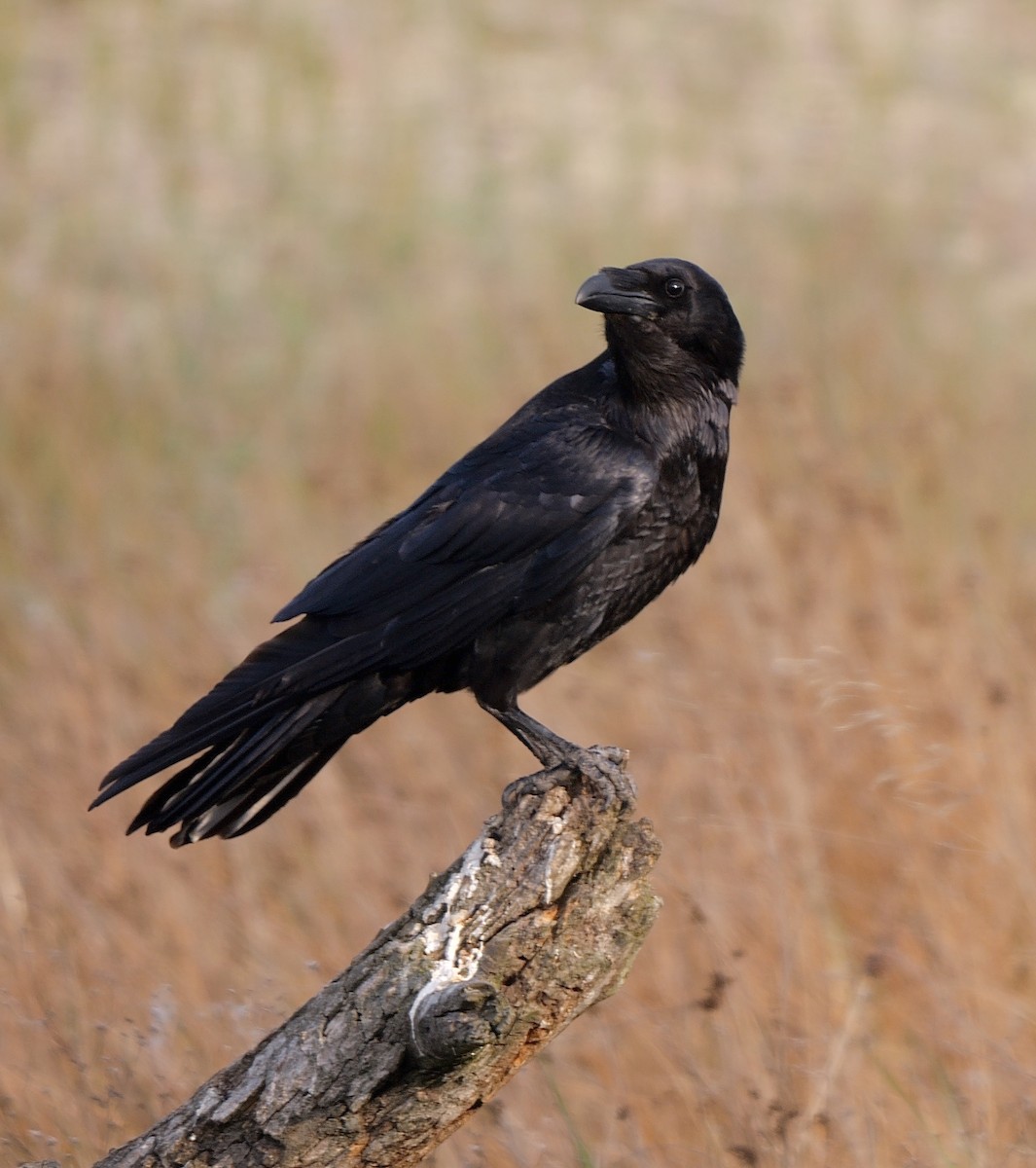 Common Raven - ML477640261