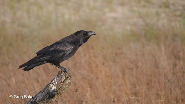 Common Raven - ML477640301