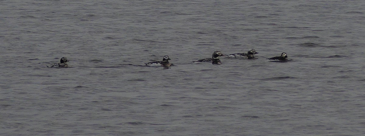 Long-tailed Duck - Charles  Crawford