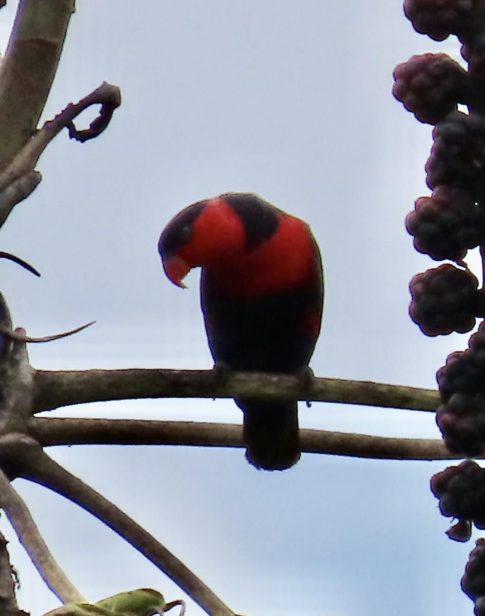 Black-capped Lory - Jim Rowoth