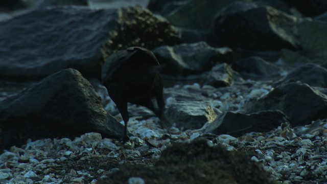 Boat-tailed Grackle - ML477658