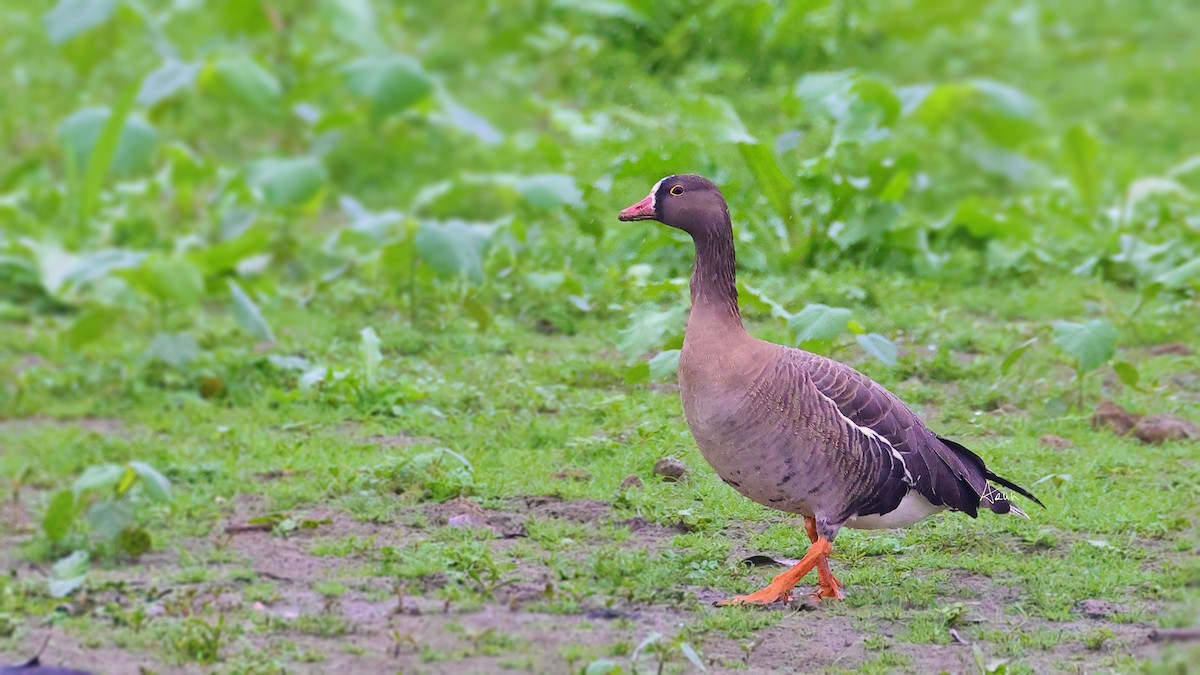 Greater/Lesser White-fronted Goose - ML477660811
