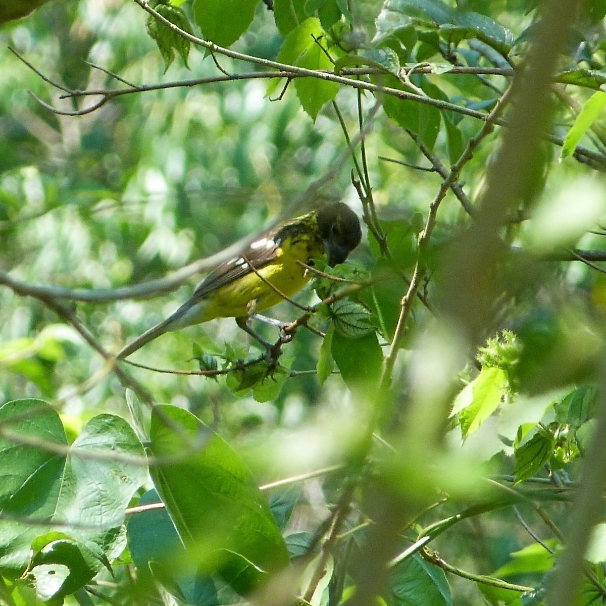Black-backed Grosbeak - julian baigorria / Iguazú Birdwatching