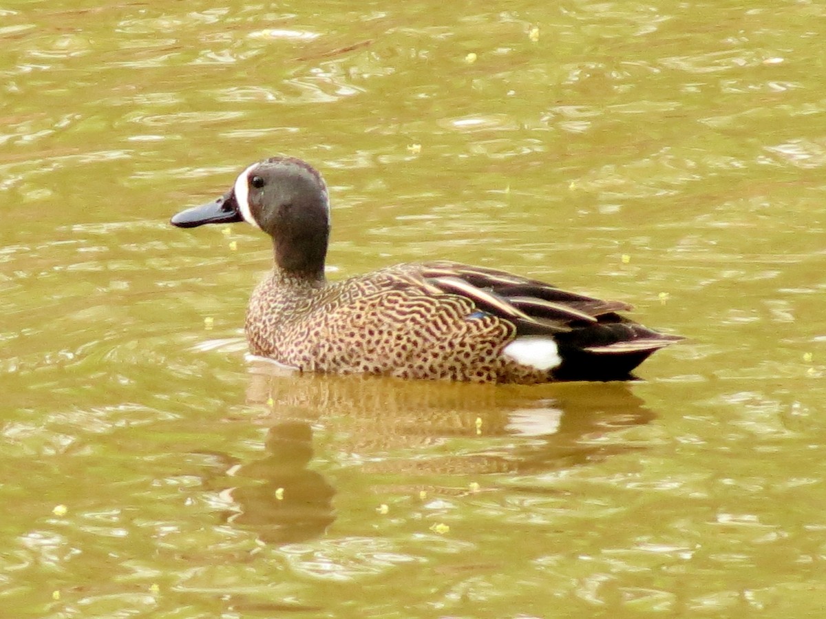 Blue-winged Teal - ML47766401